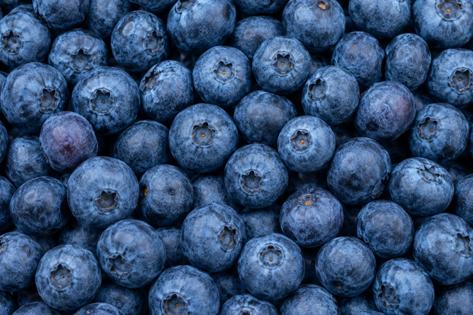 Blueberry Fresh Blueberry for Bulk Export