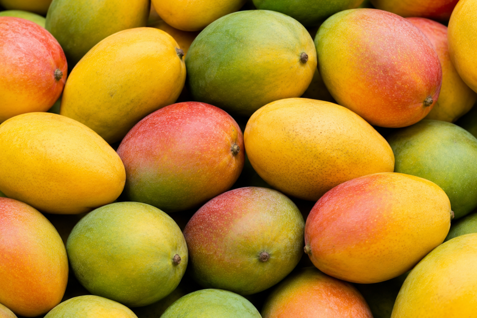 Mango Fresh Mango for Bulk Export