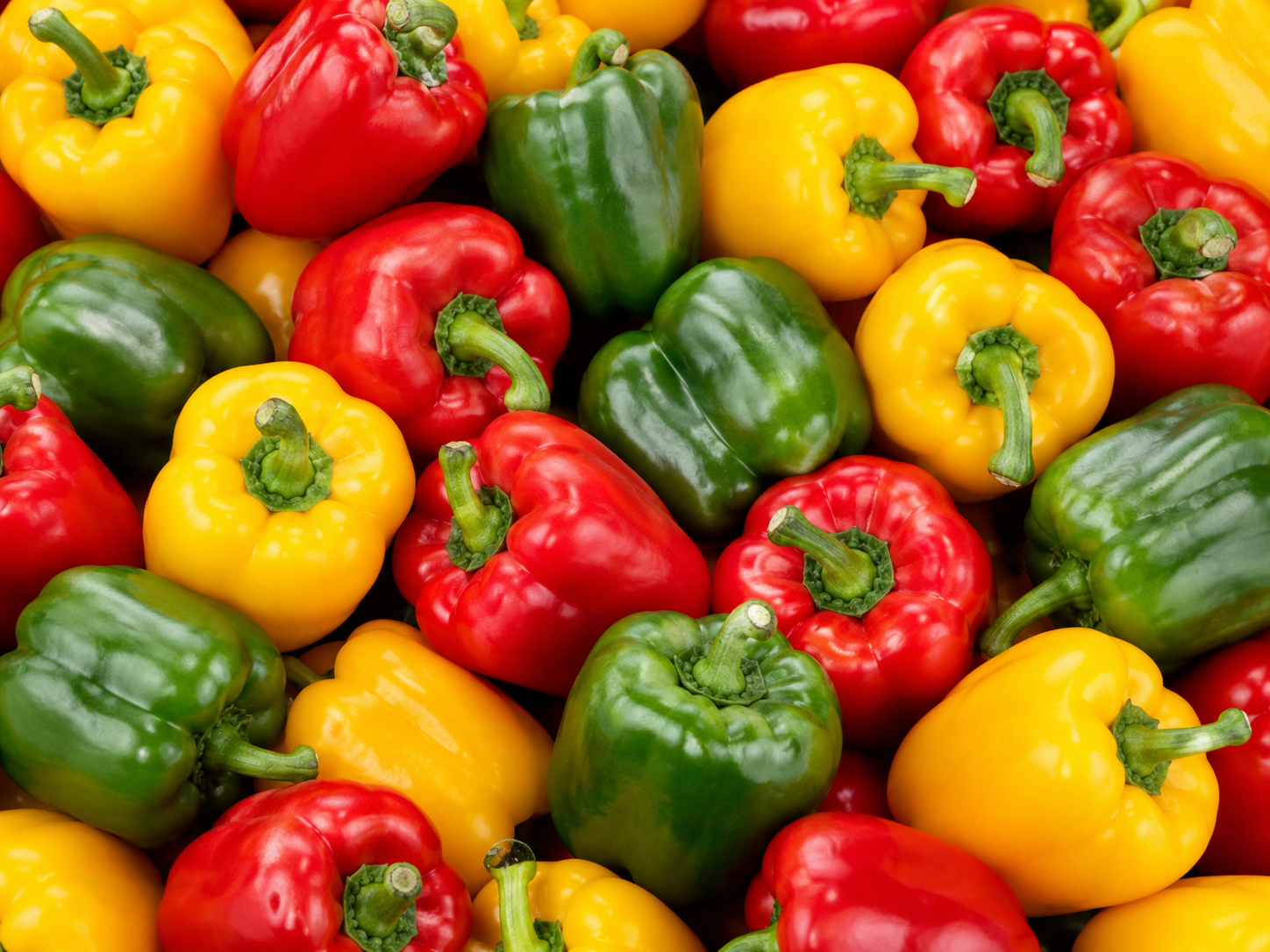 Capsicum Fresh Green Red and Yellow Capsicum for Bulk Export