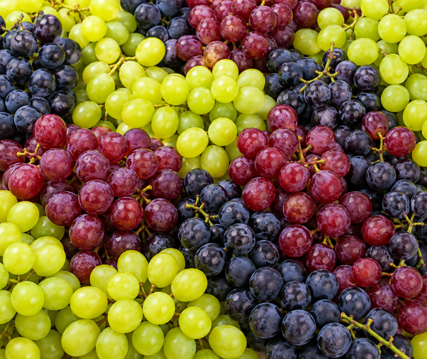 Grapes Fresh Grapes for Bulk Export
