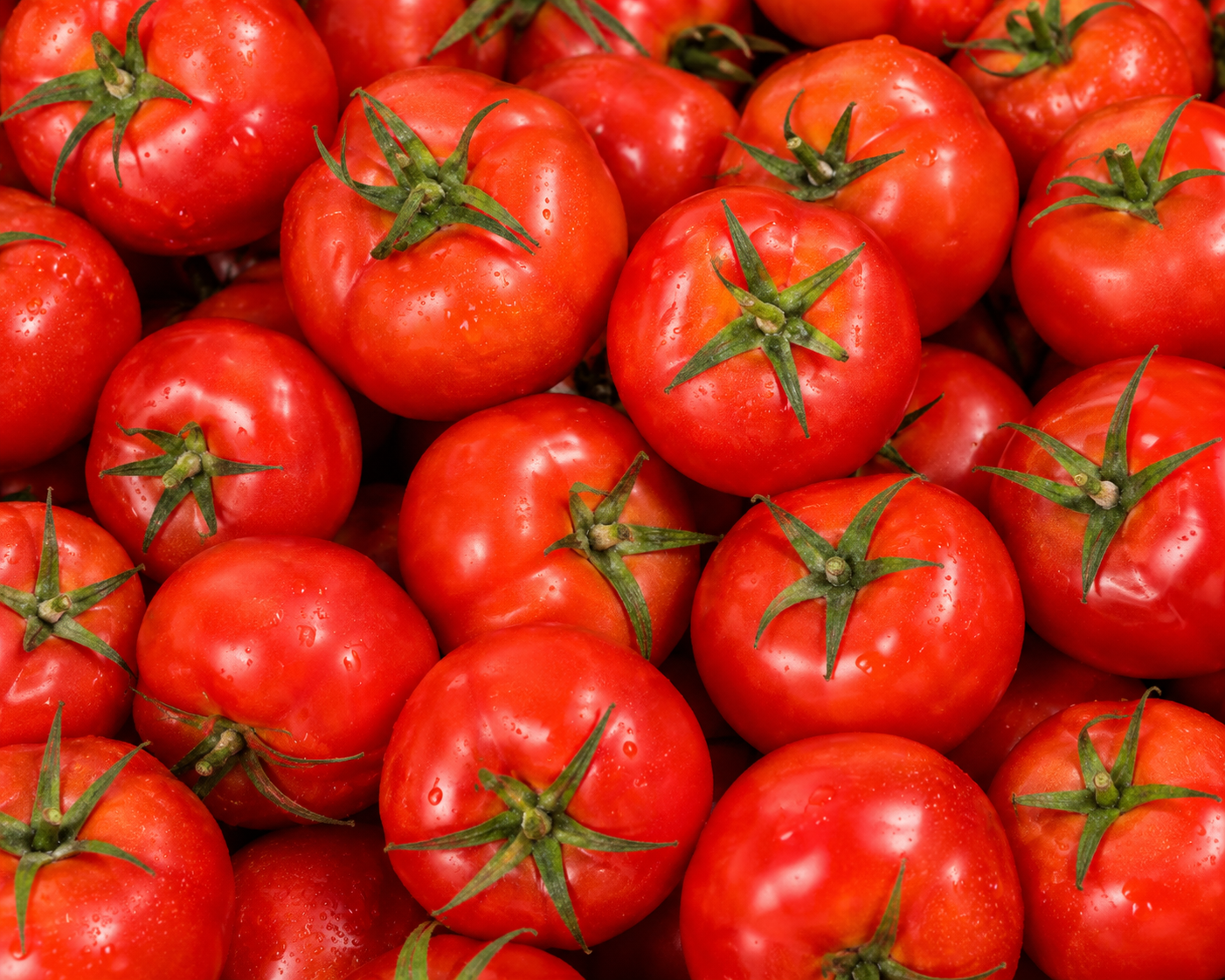 Tomato Fresh Tomato for Bulk Export
