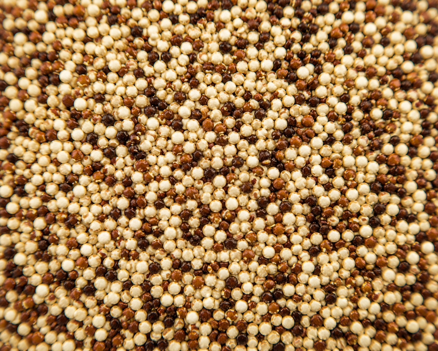 quinoa Premium White Red and Black Quinoa for Bulk Export